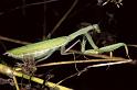 Mantis_religiosa_P1253_Z_82_Les Gris_Frankrijk